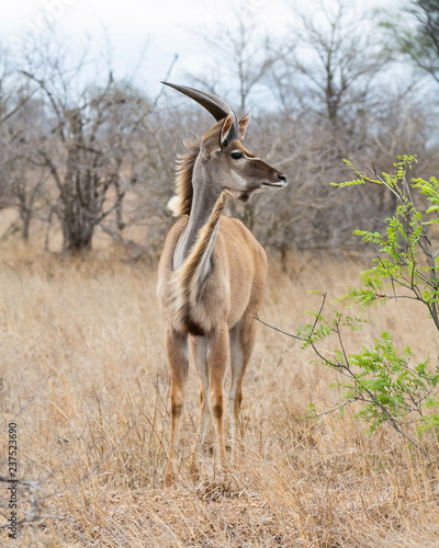 Juvenile Kudu Bull