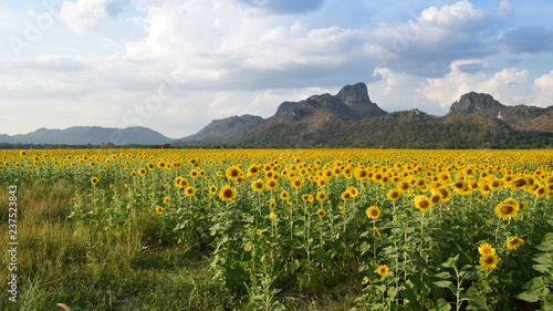 Fototapeta Naklejka Na Ścianę i Meble -  Sunflower field with mountain background