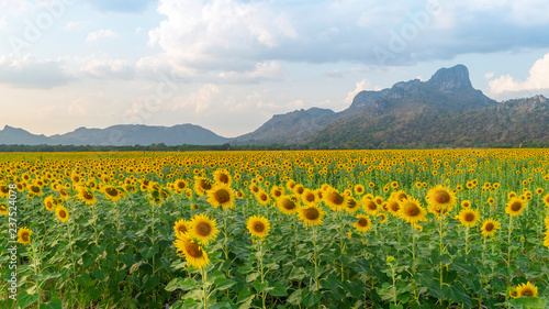 Fototapeta Naklejka Na Ścianę i Meble -  Sunflower field with mountain background