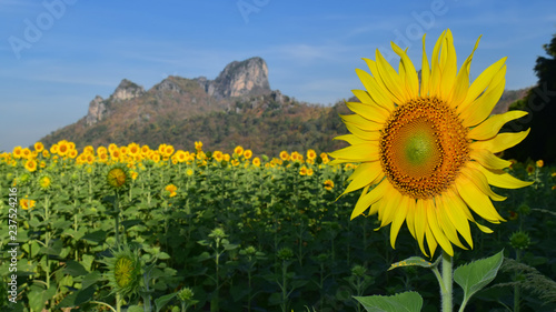 Fototapeta Naklejka Na Ścianę i Meble -  Sunflower field with mountain background
