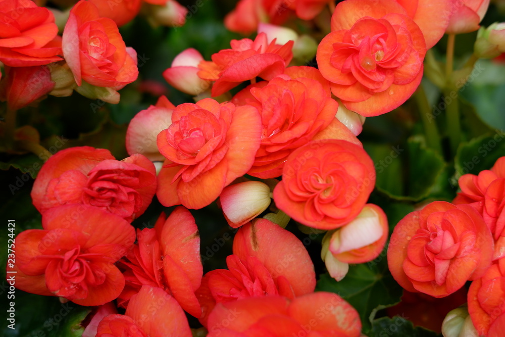 red begonia flower red begonia flower