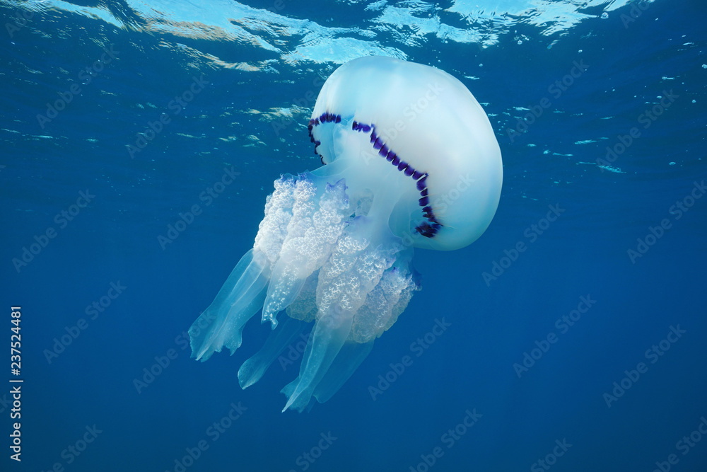 Fototapeta premium Meduza beczkowa, Rhizostoma pulmo, pod wodą w Morzu Śródziemnym, Wyspy Medes, Costa Brava, Hiszpania
