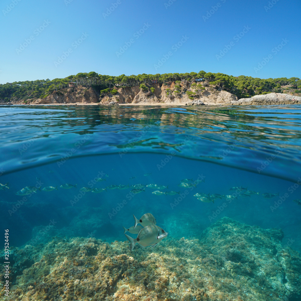 Mediterranean sea underwater a school of fish with rock below