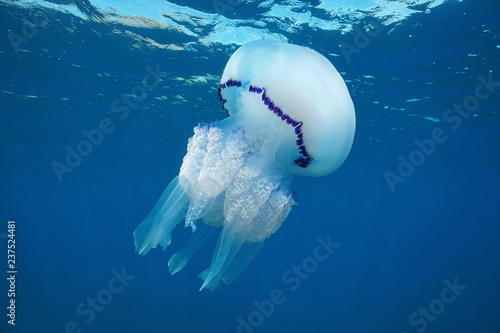A barrel jellyfish, Rhizostoma pulmo, underwater in the Mediterranean sea, Medes Islands, Costa Brava, Spain