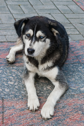 Stray dog breed husky with blue eyes black and white sitting on the pavement in the summer 