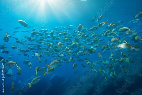 School of fish salema porgy, Sarpa salpa, with sunlight underwater in the Mediterranean sea, Port-Cros, Hyeres, Cote d'Azur, France