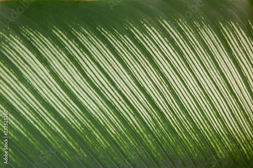 green leaf  background