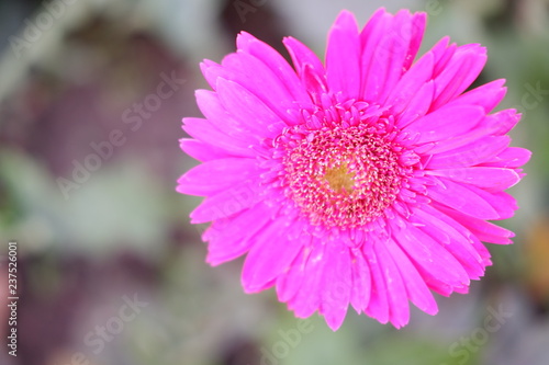 close up beautiful pink flower