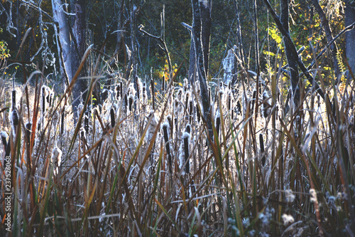 Dry reeds grass at sunset. Landscape of reeds grass background. Autumn reeds grass background.