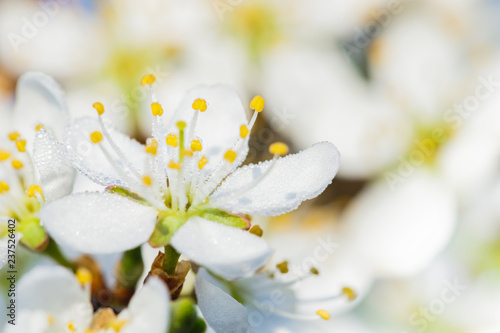 Bright spring background concept with detailed close-up white flowers