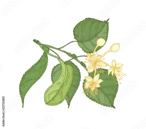 Natural detailed drawing of linden sprig with leaves and beautiful blooming flowers