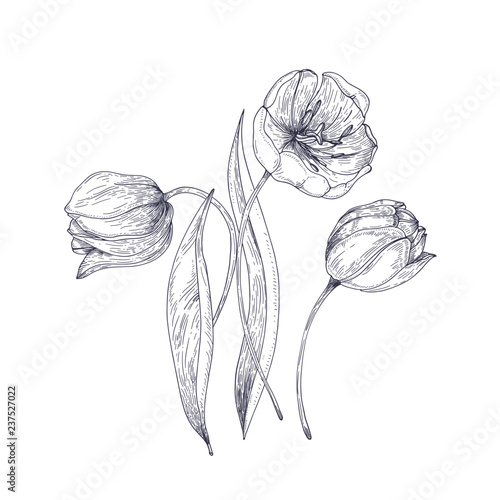 Beautiful tulip flowers hand drawn with contour lines on white background