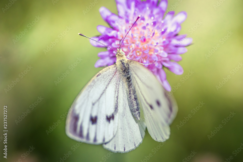 White cabbage butterfly on a purple wildflower White cabbage butterfly on a purple wildflower