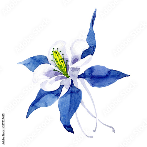 Fotografie, Obraz Isolated blue aquilegia illustration element