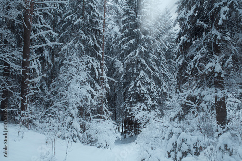 winter forest in snow