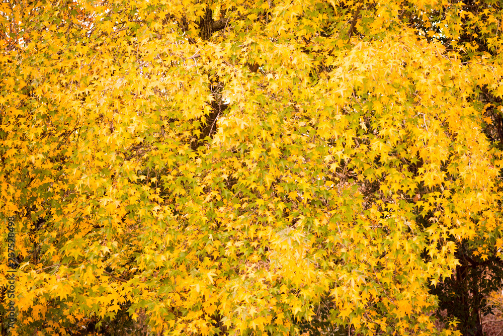 Autumn colours and leaves Autumn colours and leaves