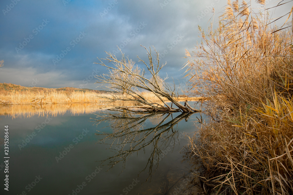 Fototapeta premium Baum in Elbausläufer