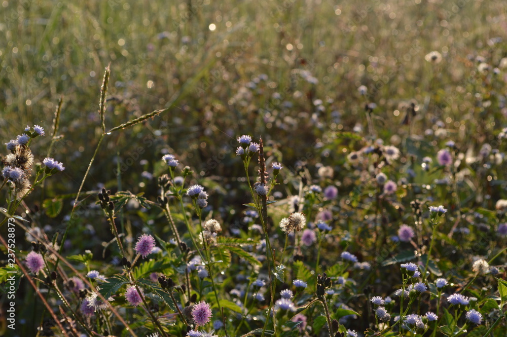 field of wild flowers field of wild flowers