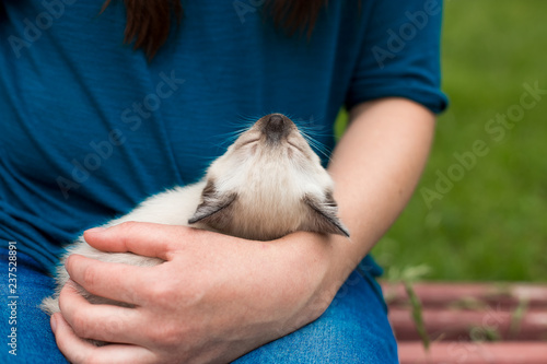 Thai cat