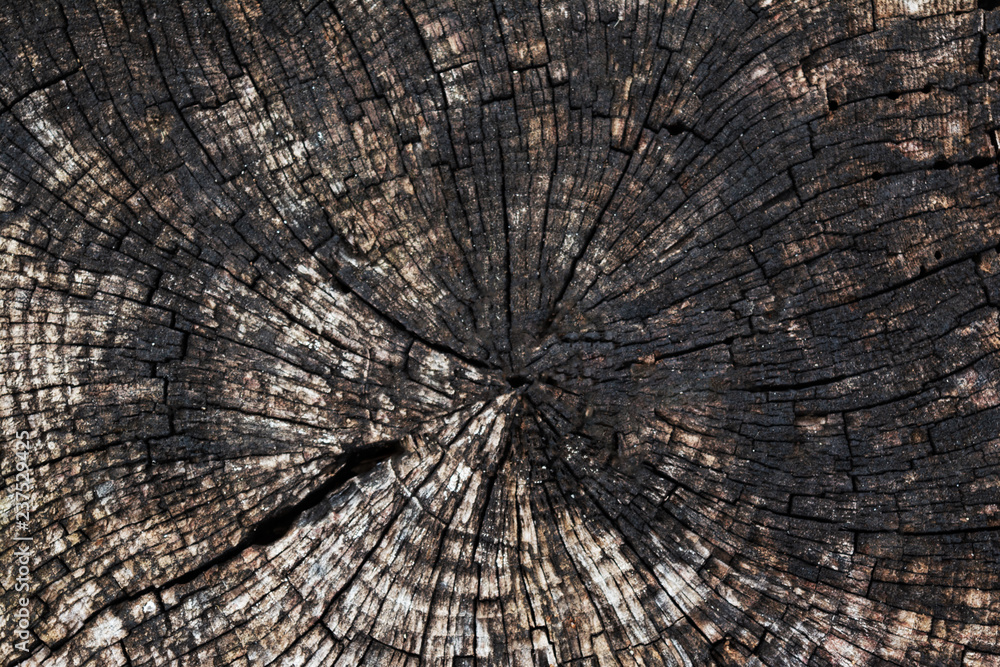 Fototapeta premium Background with a circular texture of an old sawn tree.