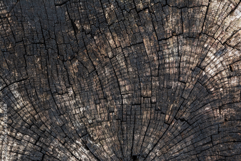 Fototapeta premium Background with the texture of an old sawn tree.