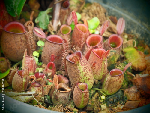Nepenthes