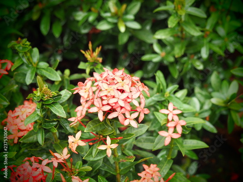 beautiful flower