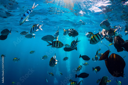 Underwater world with tropical fish in blue ocean © artifirsov