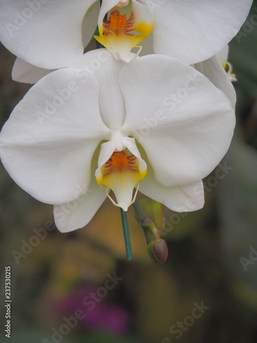 orchid