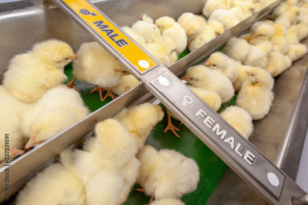 Baby chicks just coming out from Trays of broiler egg production, multipliers growth farm in Hatchery unit.