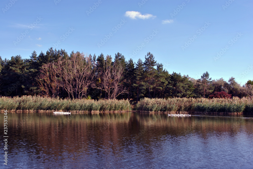 Pine forest and willows on the shore of the lake with two groups of white domestic ducks, on a background of blue sky, sunny day, Ukraine