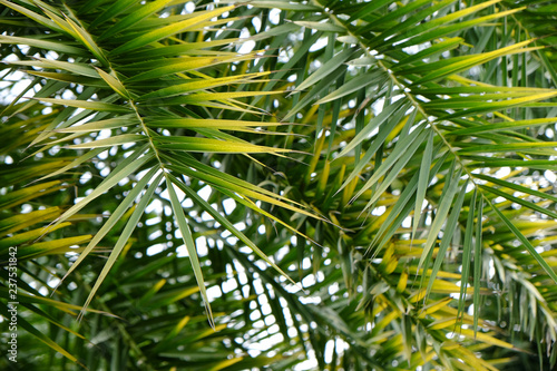palm leaf closeup