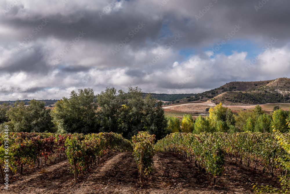 vineyard landscpae