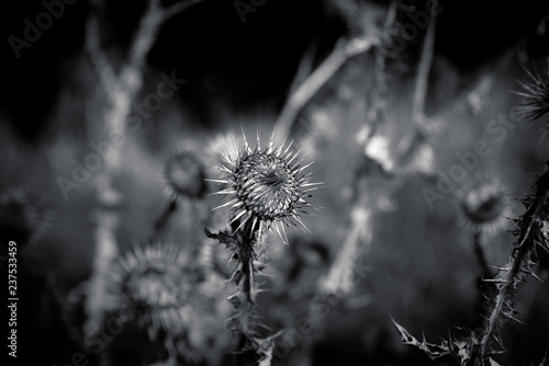 plant detail