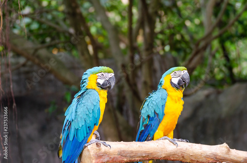 Blue and Yellow Macaw © kedsirin