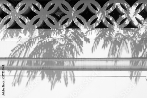 shadow of the leaves on a white wall