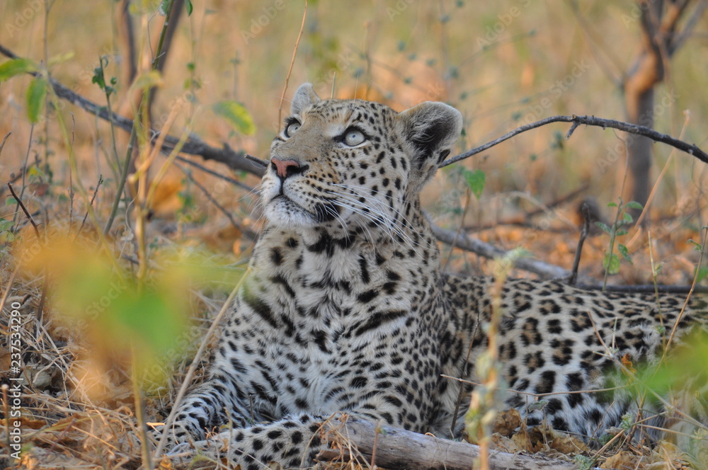 Fototapeta premium leopard