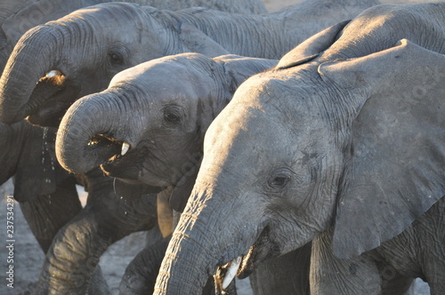 elephants drinking