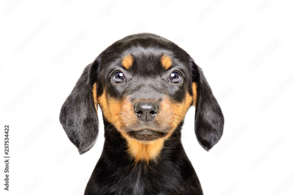 Portrait of a beautiful puppy isolated on white background