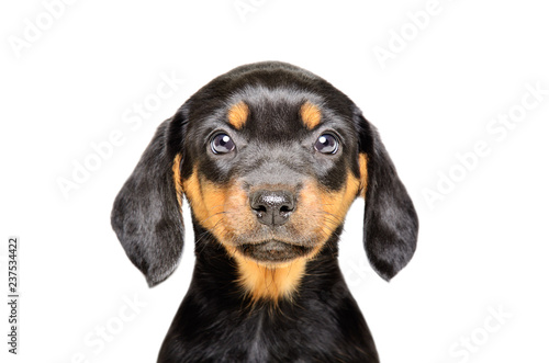 Portrait of a beautiful puppy isolated on white background