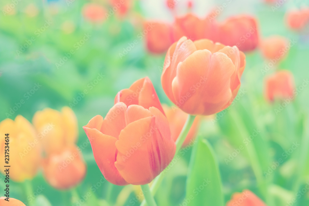 Blurred for Background.Beautiful Orange tulips blooming in garden,Tulip flower with green leaf background in tulip field at spring.