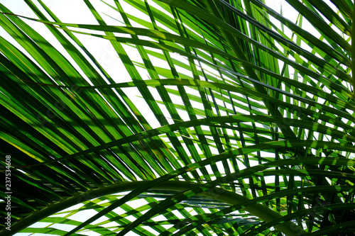 beautiful palm leaves of tree in sunlight