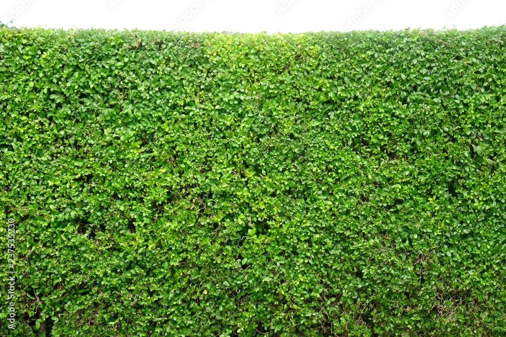 green hedge or green bush isolated on white background
