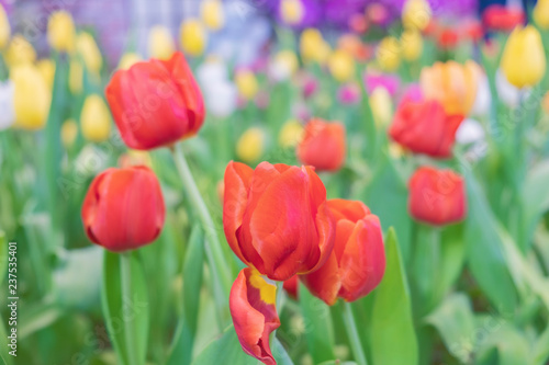 Close up.Beautiful Red tulips blooming in garden,Tulip flower with green leaf background in tulip field at spring.