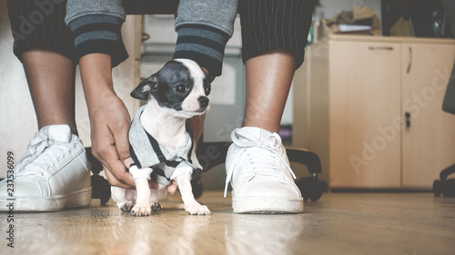 Chihuahua puppies Black and white sitting on the floor are preparing to go out jogging with the owner