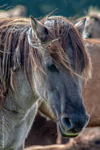 Wildpferde photo