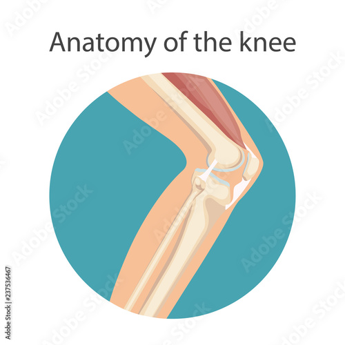 Anatomy of the knee joint, The main parts of the knee joint. Knee-joint For basic medical education. Vector illustration