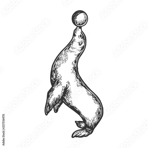 Circus seal with ball vector illustration. Scratch board style imitation. Hand drawn image.