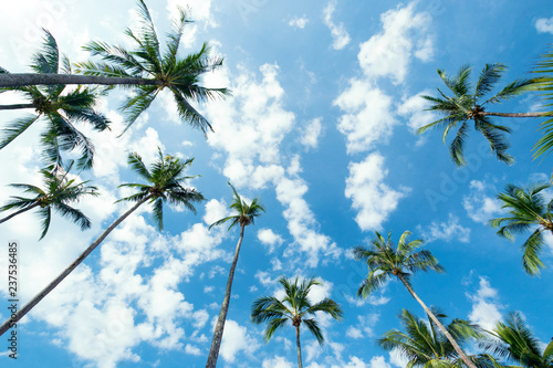 Palm tree on blue sky background. Tropical background.