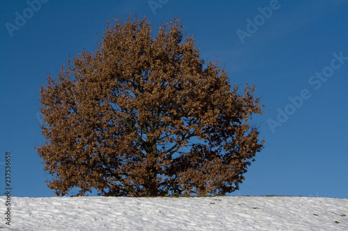 Laubbaum Winter Schnee